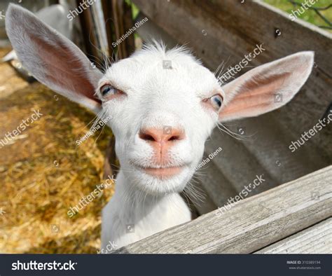 Funny Goat On Farmfunny Goatfunny Goat Stock Photo 310389194 | Shutterstock