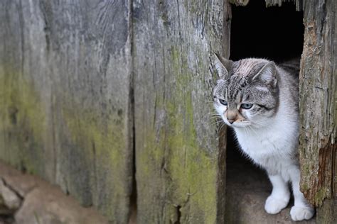 Cat Feline Pussy Cloud Domestic Free Photo On Pixabay