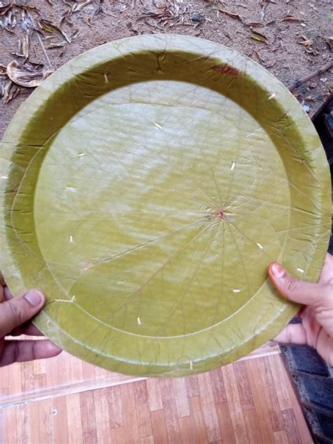 Green Round Siali Leaf Plate Eco Friendly Buffet Plates Disposable For