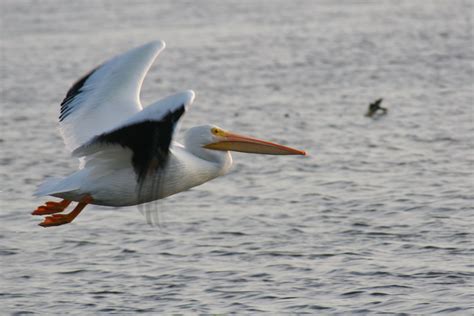 Free Pelican in Flight Stock Photo - FreeImages.com