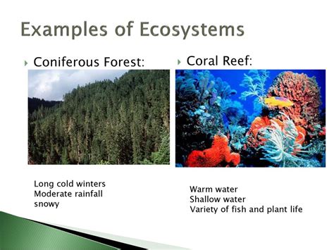 Introducing Ecosystems Ppt Download