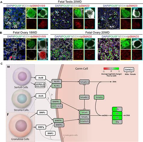 Frontiers Ligandreceptor Interactions Elucidate Sex Specific