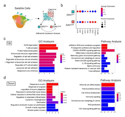 Transcriptomic Analysis Of Cav High Expressing Cells A Schematic