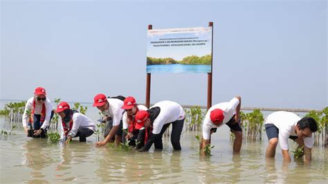 Tanam 3 200 Mangrove Begini Cara AHM Kurangi Karbon Untuk Mitigasi