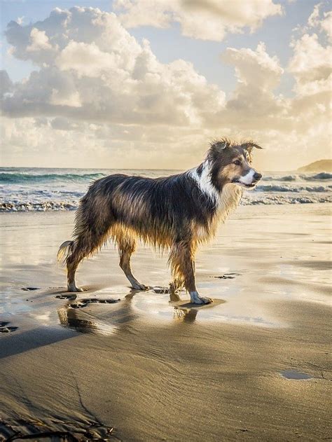 Cachorro Na Praia Dicas Para Um Passeio Seguro Blog Panorama M Veis