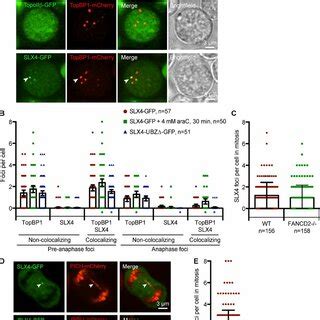 Topbp Foci Accumulate Upon Nebd And Gradually Disappear During