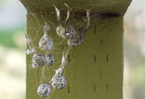 What Do Spider Eggs Look Like A Quick Visual Guide Whats That Bug