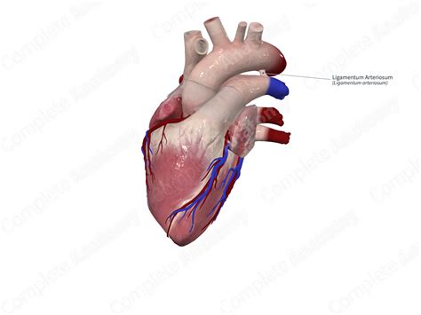 Ligamentum Arteriosum | Complete Anatomy