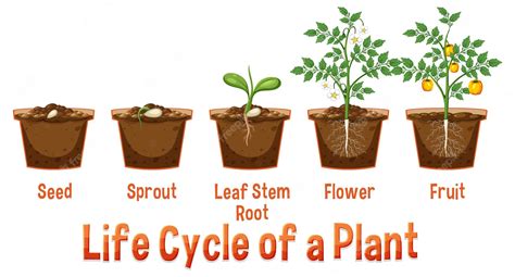 Premium Vector | Life cycle of a plant diagram