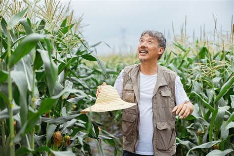 Farmer Image Standing In Corn Picture And HD Photos | Free Download On ...