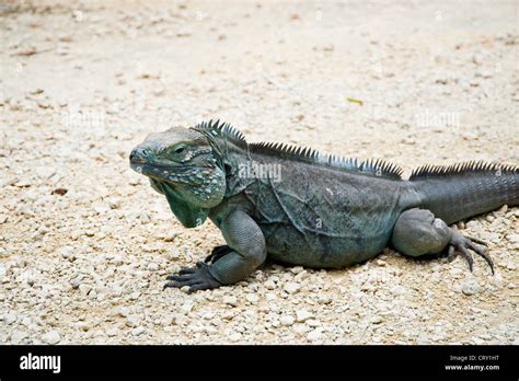 Blue iguana on Grand Cayman island Stock Photo - Alamy