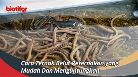 Cara Ternak Belut Peternakan Yang Mudah Dan Menguntungkan