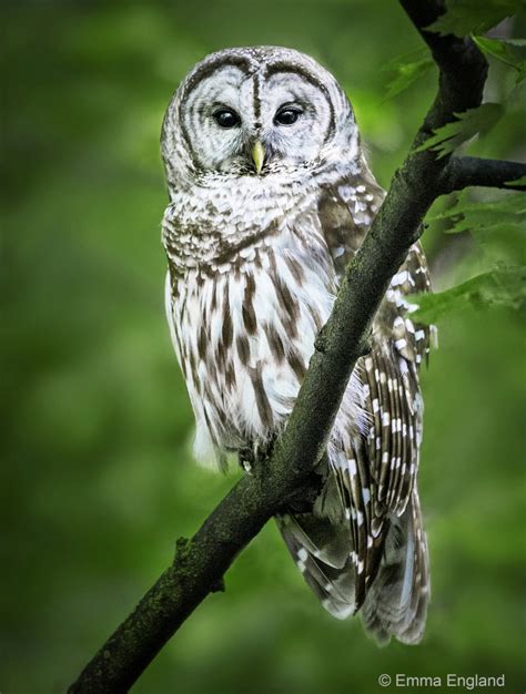 Beautiful Barred Owl Emma England Nature Photography