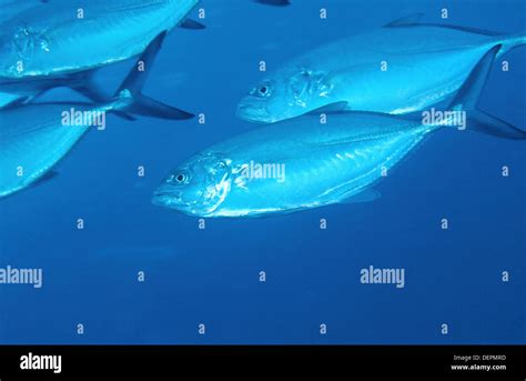 Lesser Amberjack Seriola Fasciata Stock Photo Alamy