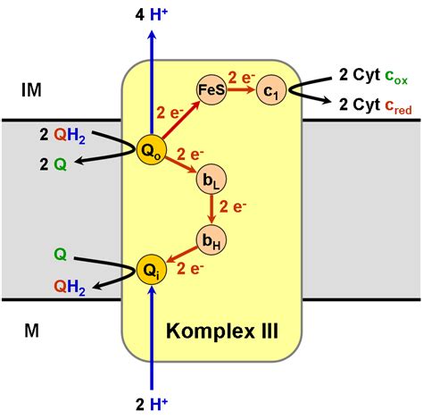 Cytochrom Bc1