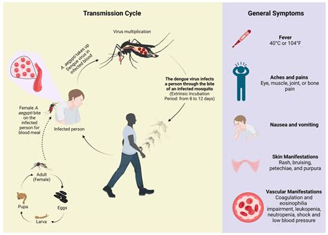 ডেঙ্গু রোগের লক্ষণ ও চিকিৎসা ~ Dengue Fever Symptoms And Causes In Bangla