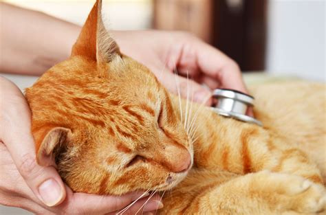 Curar Gato Enfermo Centro Veterinario La Salut De Barcelona