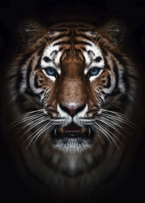 Wild Tiger Head Poster Poster By Mk Studio Displate Tijger