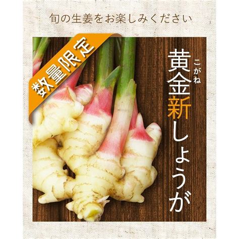 高知産 ハウス栽培 黄金新生姜 4kg 送料無料 季節限定 高知県産 三州生姜 生姜 国産 根生姜 囲い生姜 坂田信夫商店