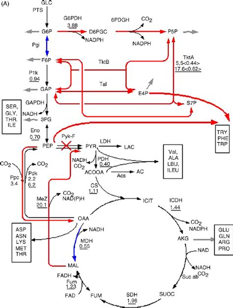 A Metabolic Pathways Showing Up Regulation And Down Regulation Ratio