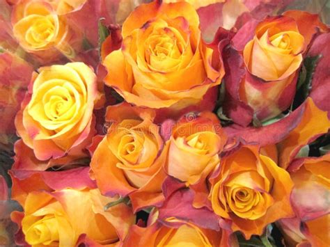 Orange Yellow Rose Bouquet stock photo. Image of mother - 47069188