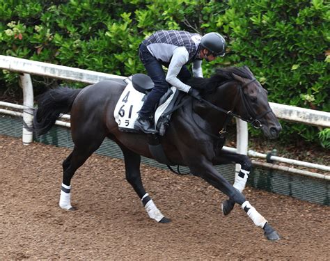 土曜メインレースの注目激走馬阪神11r鳴尾記念・g3 スポーツ報知