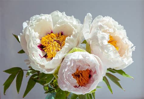 Beautiful White Peony Suffruticosa Or Tree Peonies Flowers Stock Image