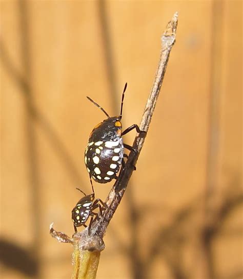 Southern Green Stink Bug Nymphs Project Noah