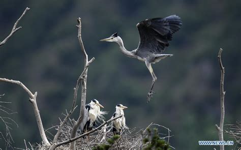 Grey Herons Seen In Nw Chinas Shaanxi 3 Peoples Daily Online