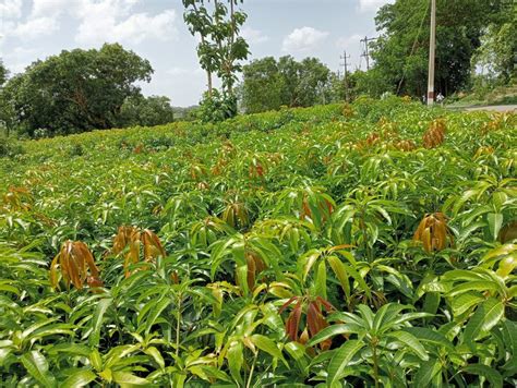 Kesar Mango Plants At Rs Plant Havagi Haliyal Sirsi Id