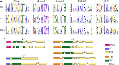 Frontiers Genome Wide Analysis Of NBS LRR Genes In Rosaceae Species