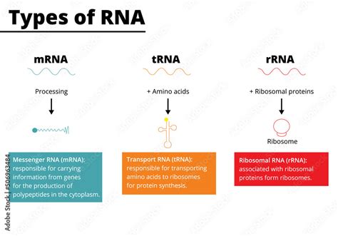 Types Of RNA Messenger RNA MRNA Transport RNA TRNA Ribosomal RNA