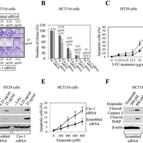 A The Consensus Caveolin Binding Domain Cbd Is Shown Together With