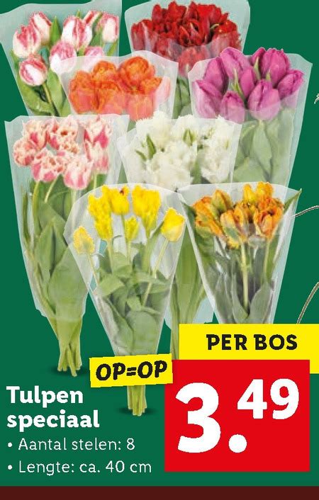 Tulpen Folder Aanbieding Bij Lidl Details