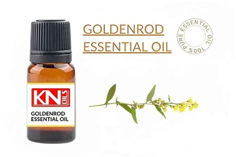 Goldenrod Essential Oil Buy 100 Pure And Essential Oil From India