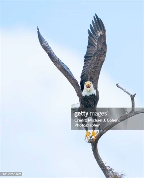 Bald Eagle Florida Photos and Premium High Res Pictures - Getty Images