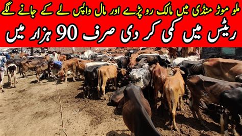 Today Corse Cows Rest Update Cow Mandi Jhang Malumor Mandi Jhang