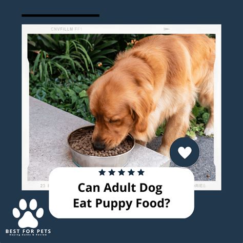 Can An Adult Dog Eat Puppy Food? Everything You Should Know ...