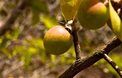 Estudo Revela Que Plantas Nativas Da Caatinga Tem Potencial Para Uso