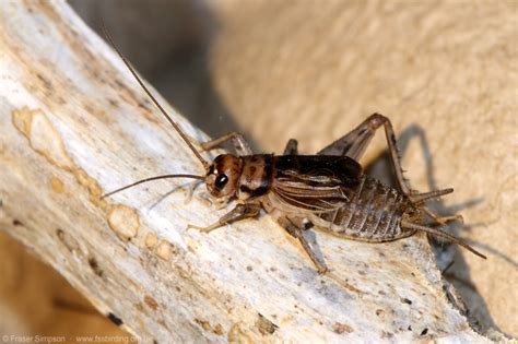 Tropical House Cricket Gryllodes Sigillatus Song And Sonogram Fraser