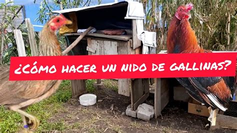 C Mo Hacer Un Nido Para Gallinas Tutorial Gallinas Ndr Es Yt Youtube