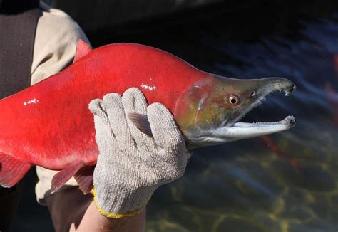 Spawning Kokanee Salmon Kokanee Salmon Sockeye Salmon Sockeye