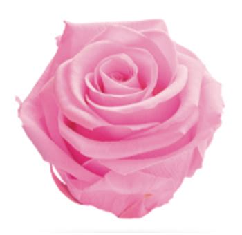 Wholesale Preserved Roses | Eternal Roses for Sale