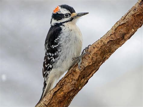 Hairy Woodpecker Vs Downy Woodpecker – Telegraph