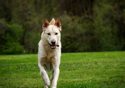 Black And Cream German Shepherd Puppies