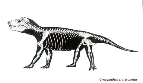 Cynognathus Fossil