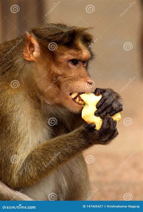 Monkey Eating Apple stock image. Image of clipart, cute - 147465427