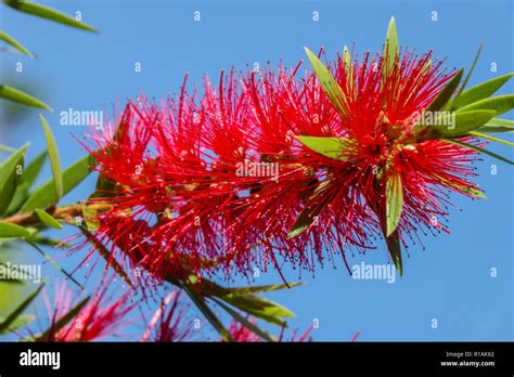 Melaleuca Viminalis Weeping Bottlebrush Or Creek Bottlebrush Close Up