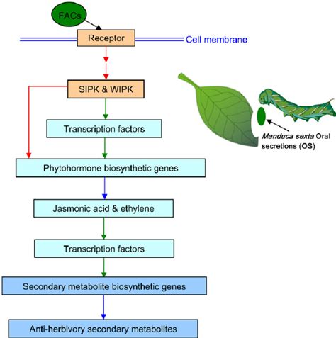 Molecular Events In N Attenuata After Attack From M Sexta Putative Download Scientific