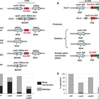 Schematic representation of the different DSB repair models. In the ... 